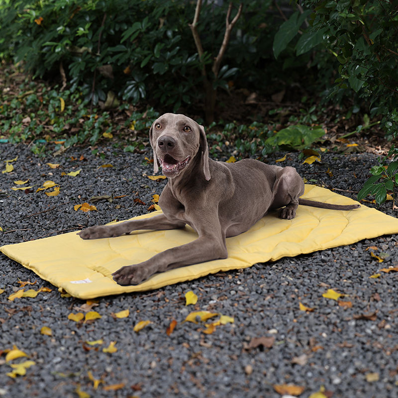 Tragbare Haustier matte faltba – Outdoor Camping Dog Bed Bewertung und Preis